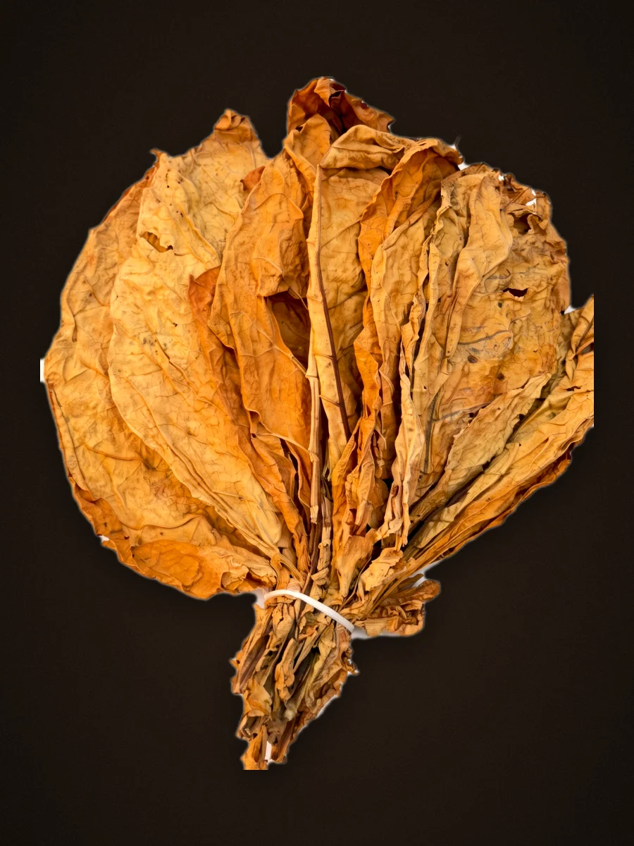 Bunch of golden flue-cured Virginia leaves